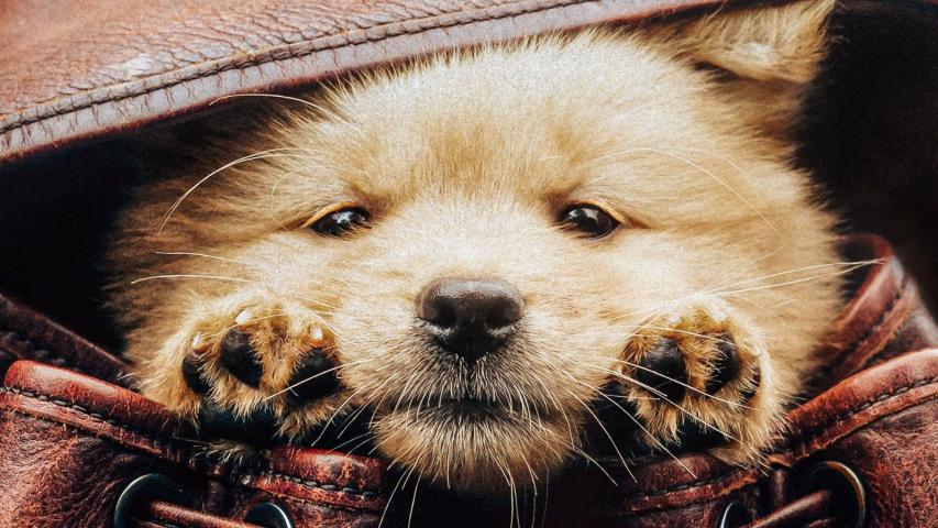Hachiko (2023) English Sub