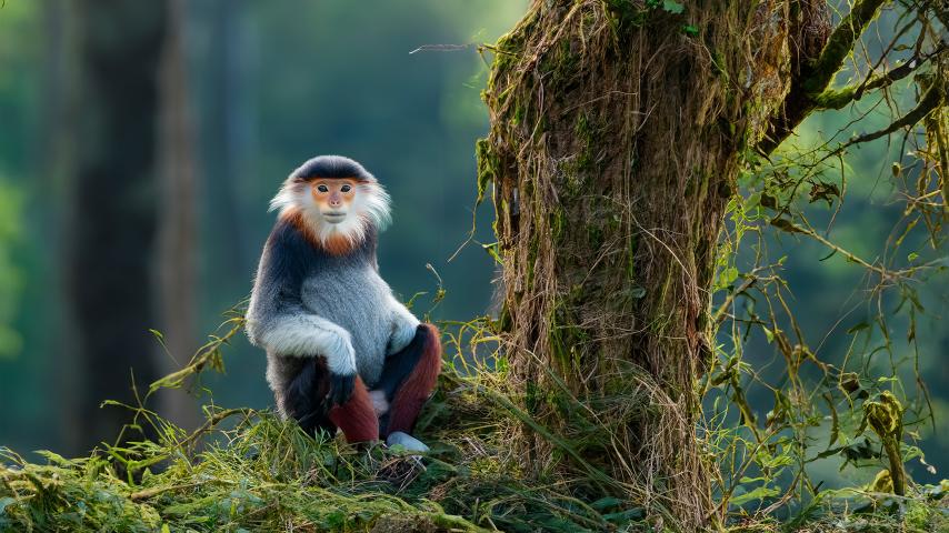 Vietnam, des ponts pour sauver les singes (2024)