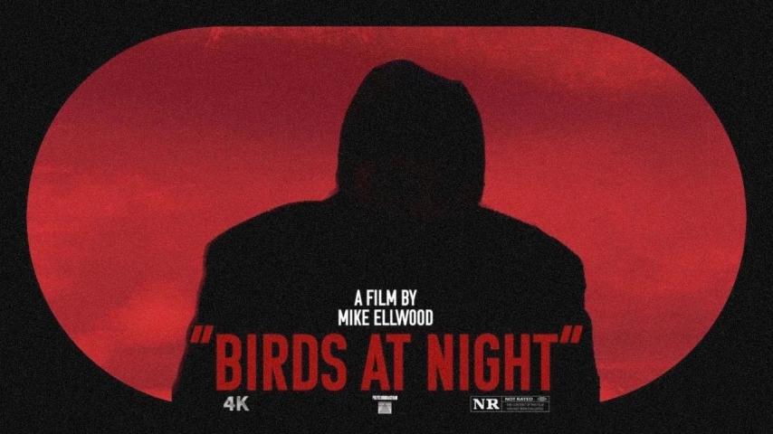 Birds at Night (2023)