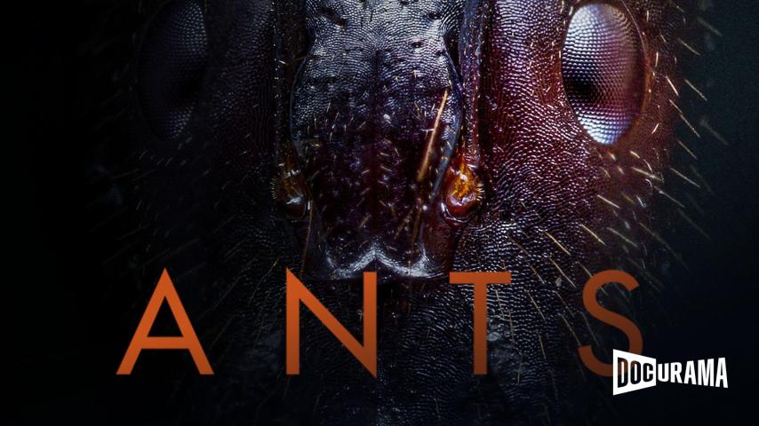 Ants (2023)