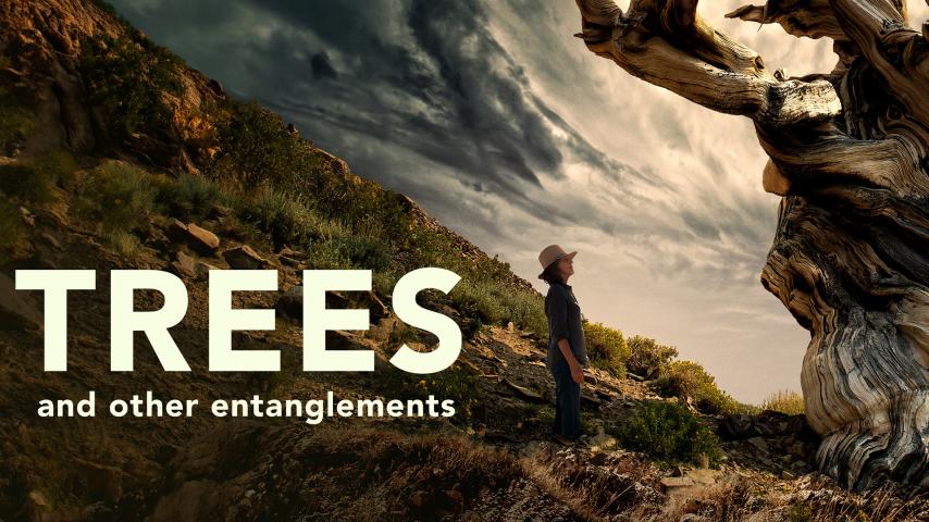 Trees, and Other Entanglements (2023)