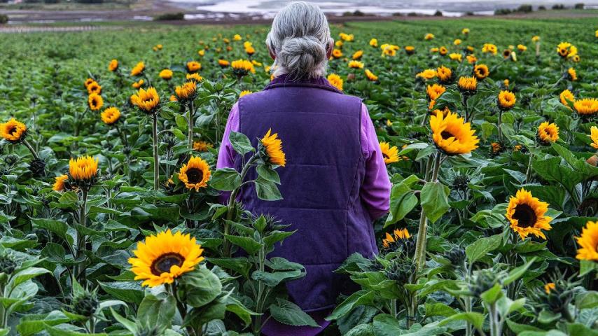 Sunphlowers (2025)