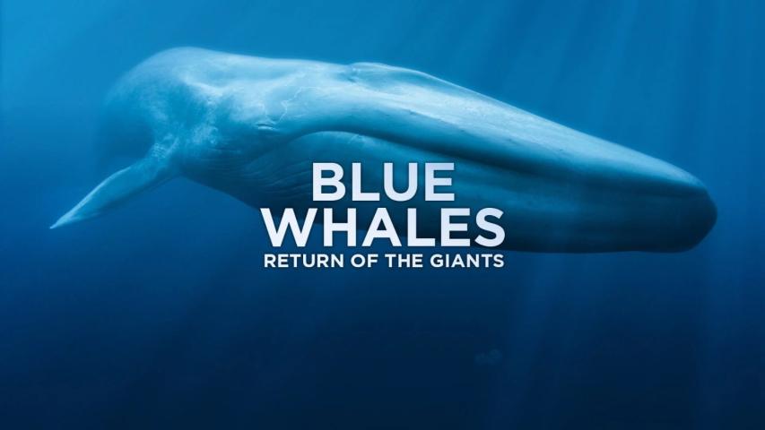 Blue Whales: Return of the Giants (2023)