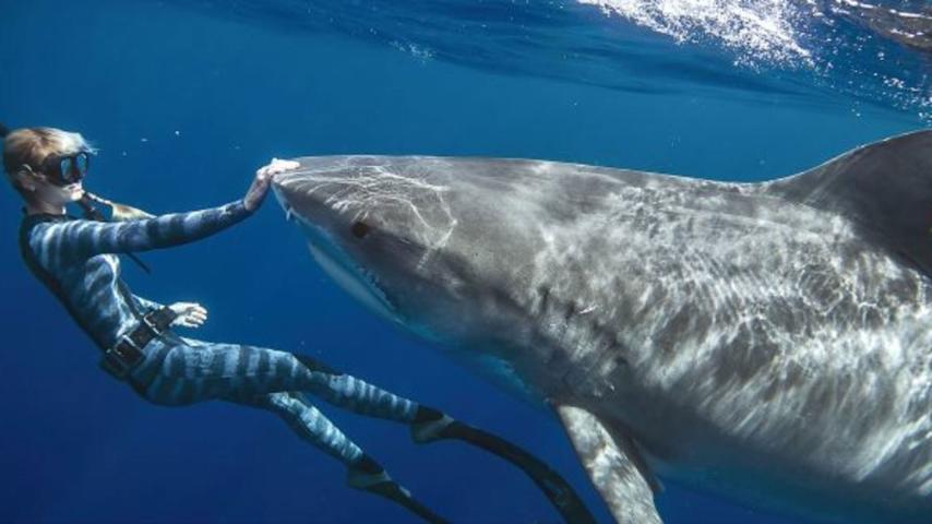 Shark Whisperer (2025)