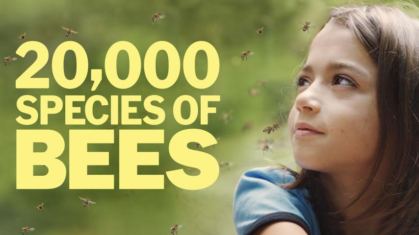 20,000 Species of Bees (2023)